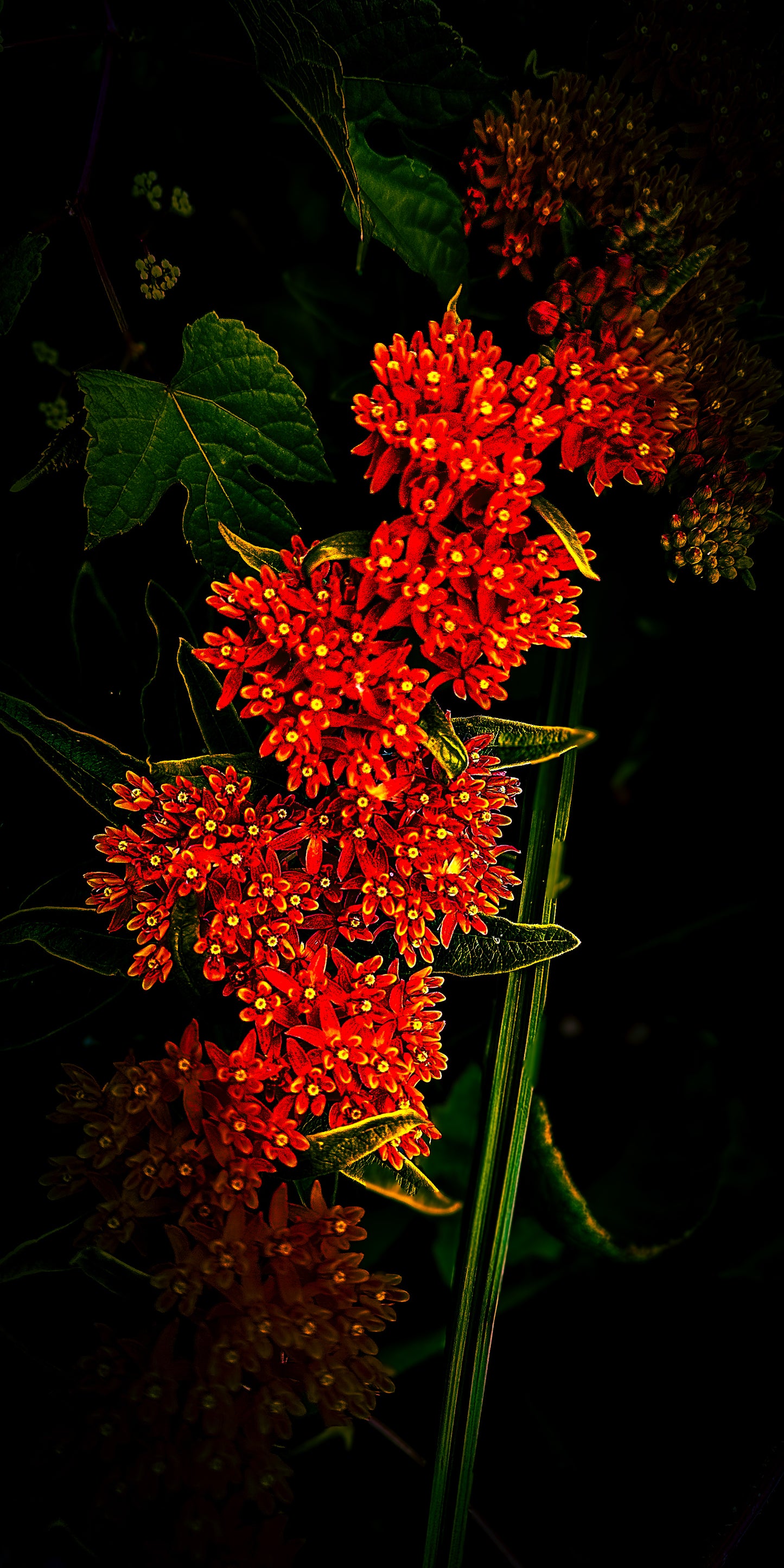 Floral beauty May 8_15:15