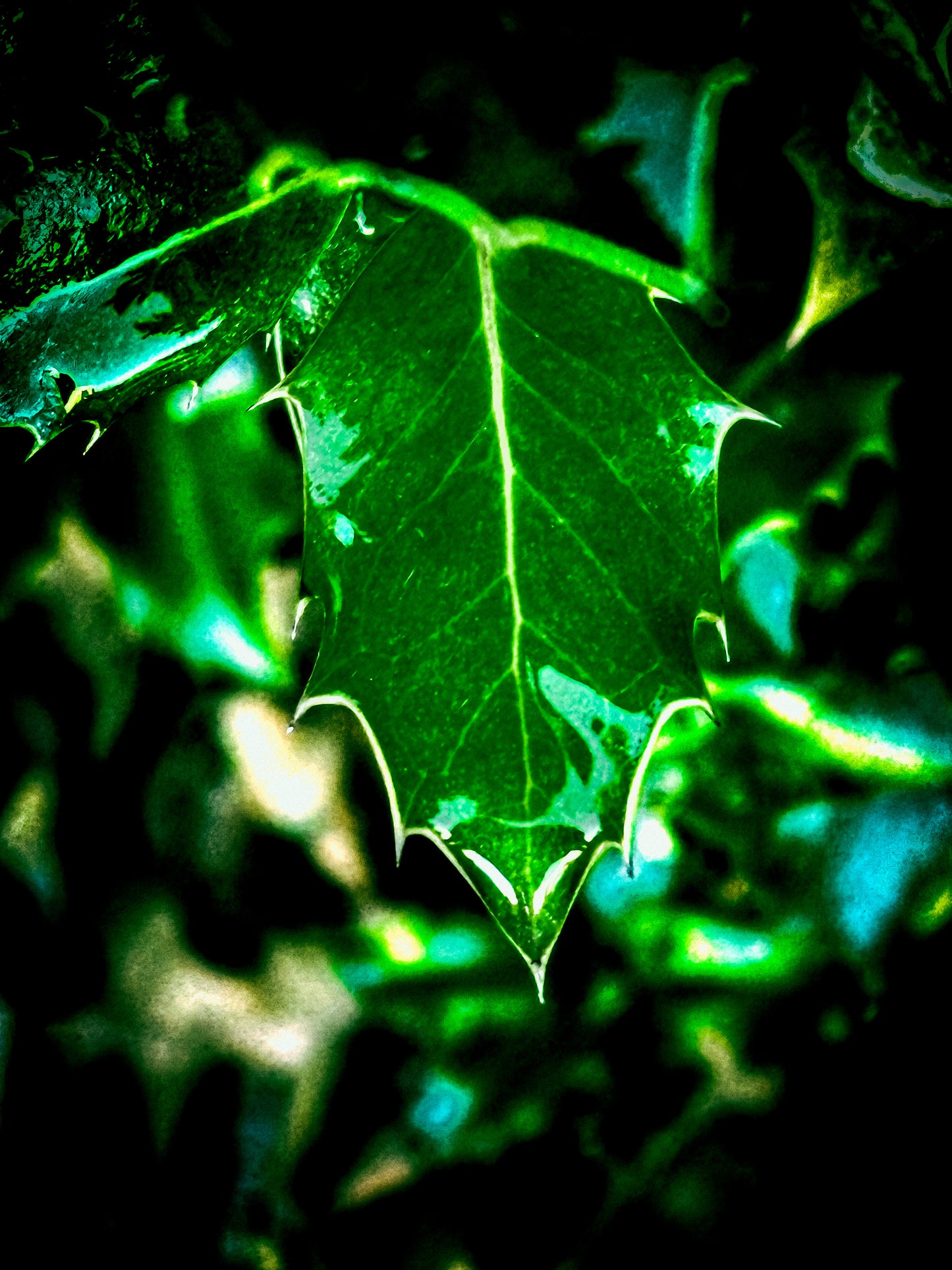 Macro Marvels Jun12_15:54
