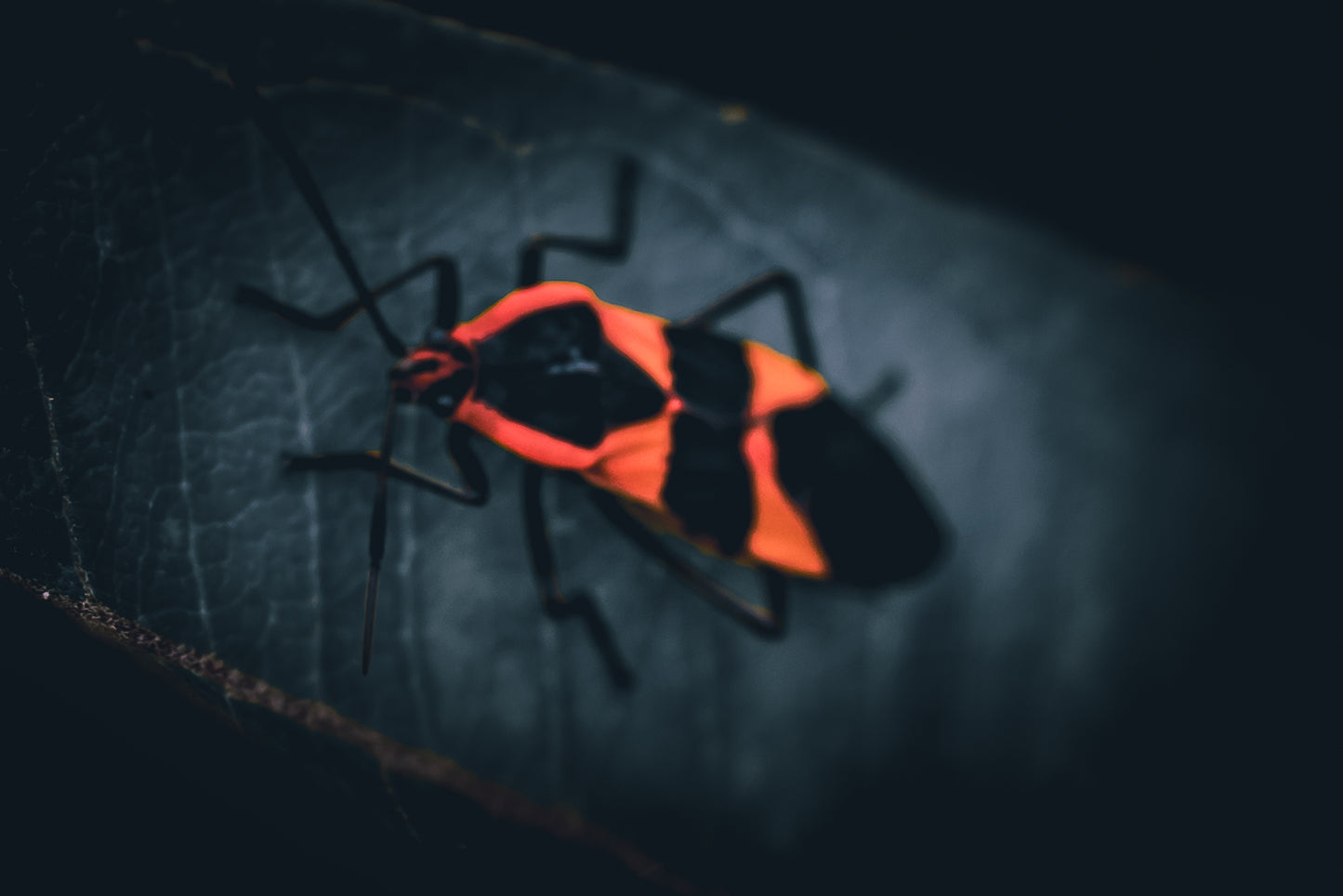 Macro Marvels Jun12_15:54