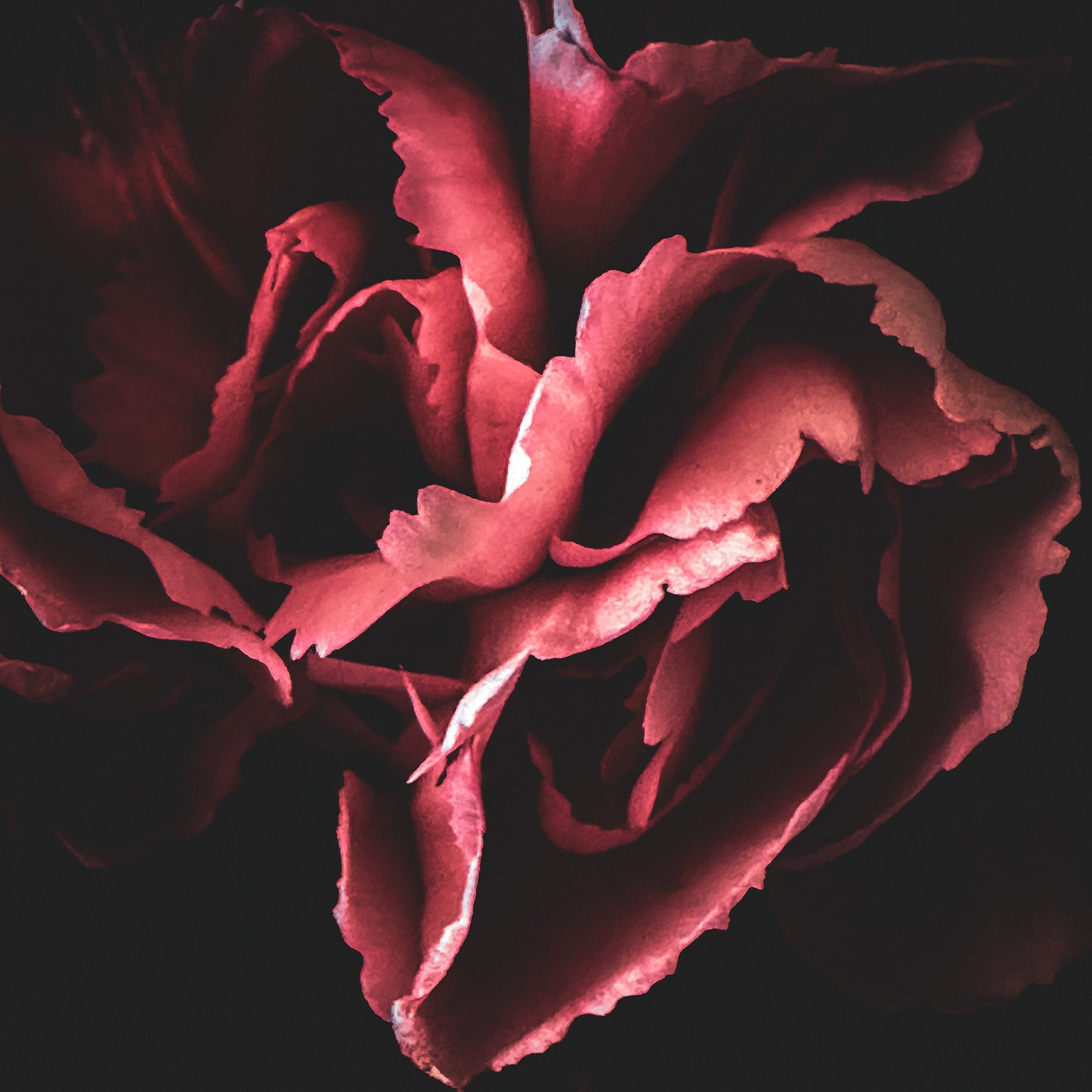 Floral beauty May 8_15:15