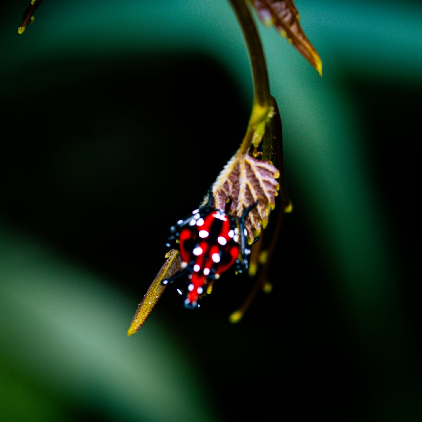 Macro Marvels Jun12_15:54