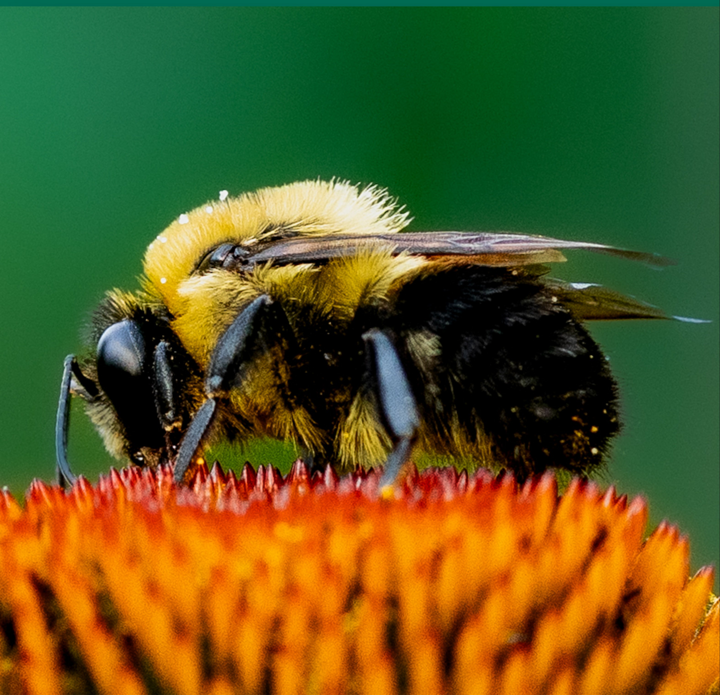 Macro Marvels Jun12_15:54