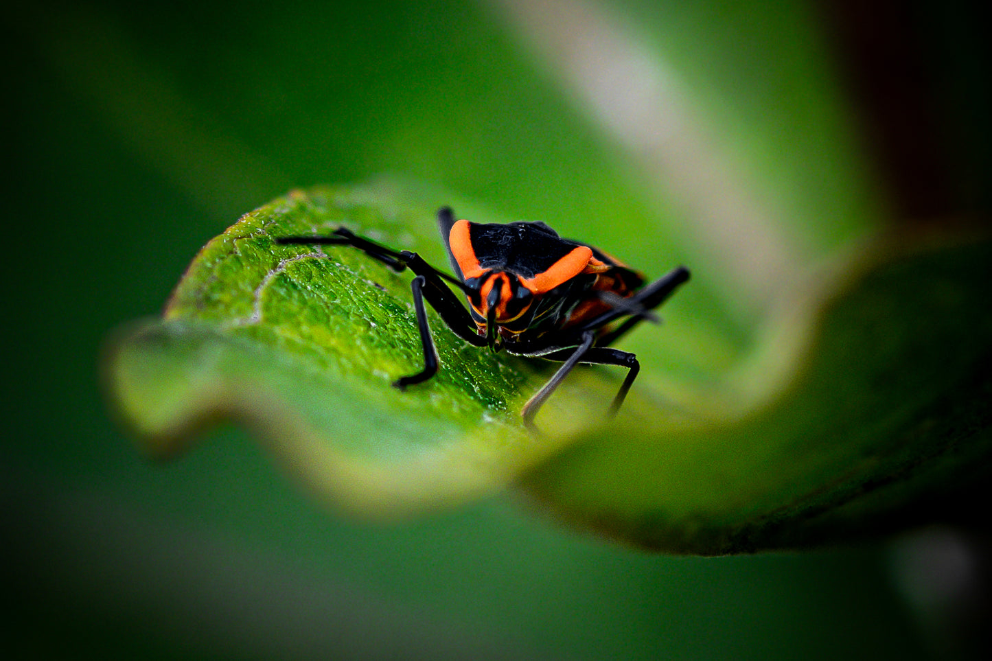 Macro Marvels Jun12_15:54