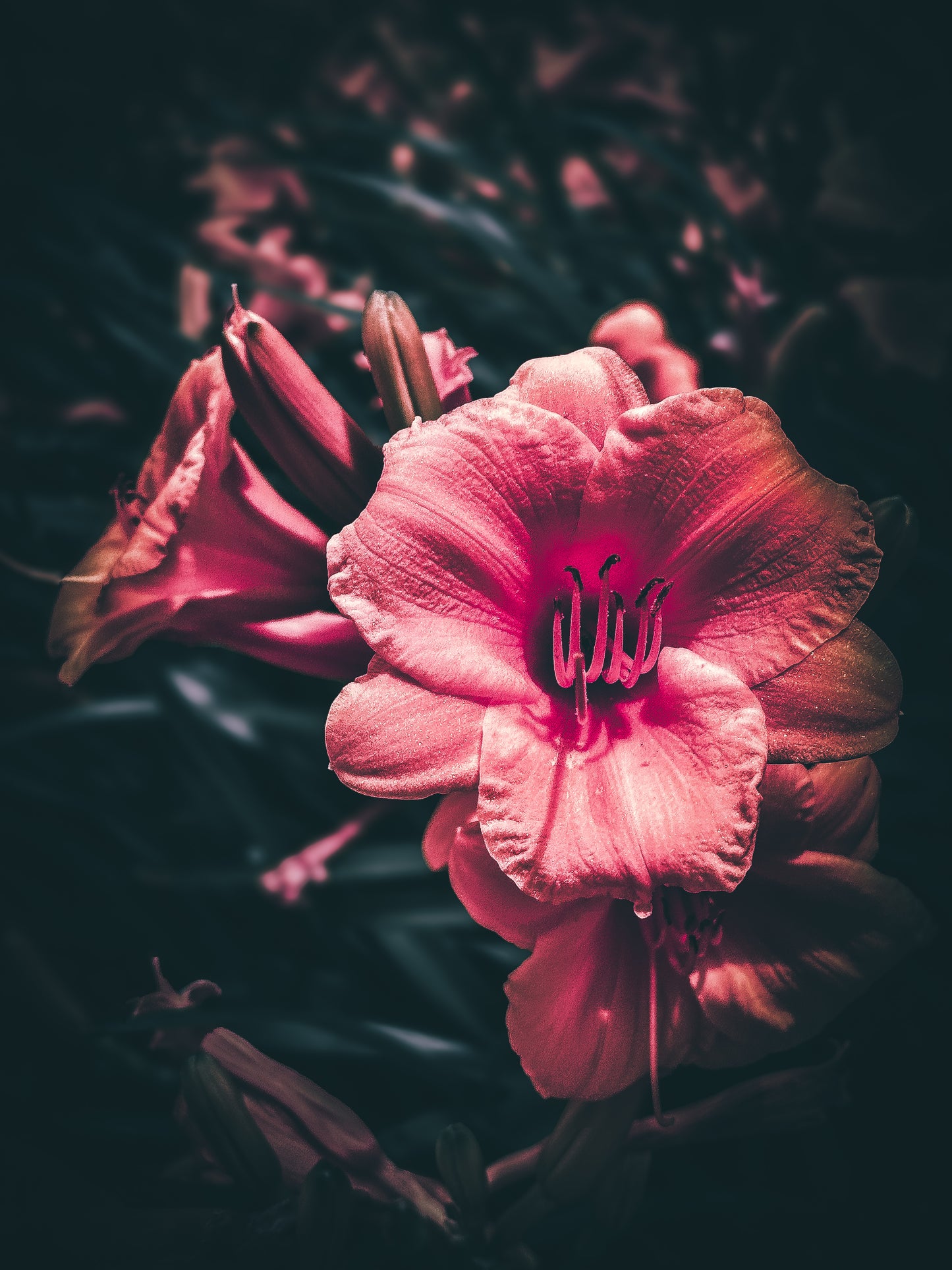 Floral beauty May 8_15:15