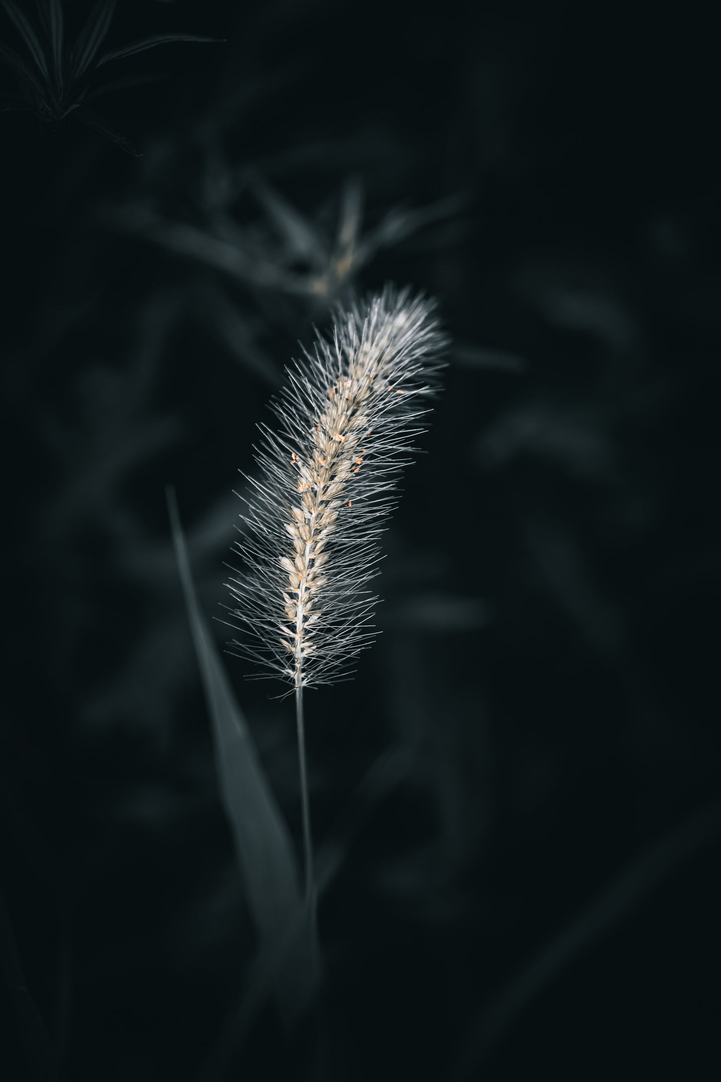 Macro Marvels Jun12_15:54