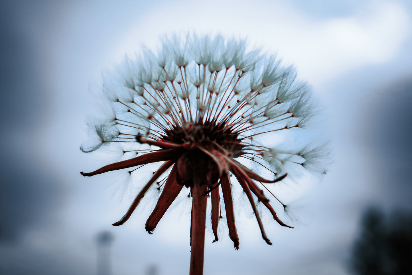 Nature's Splendor: A Collection of Digital Images