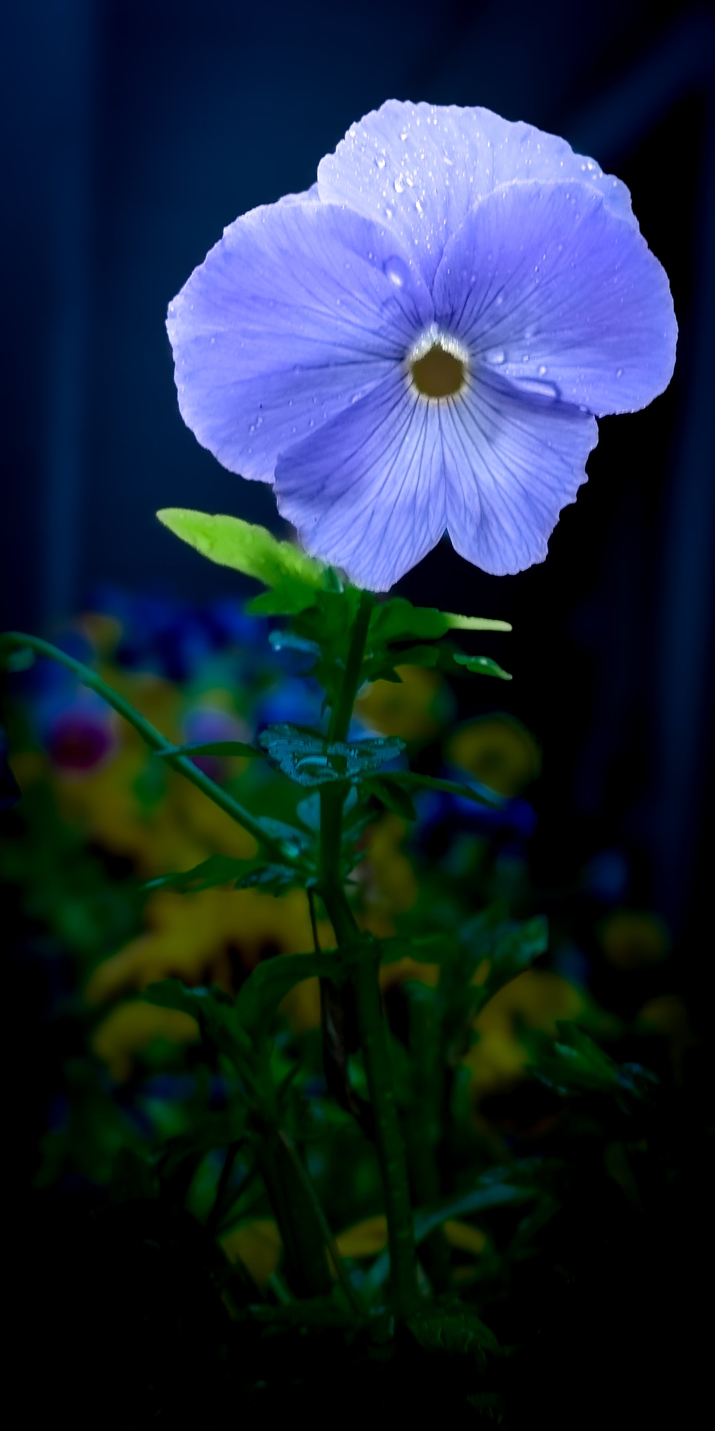 Macro Marvels Jun12_15:54