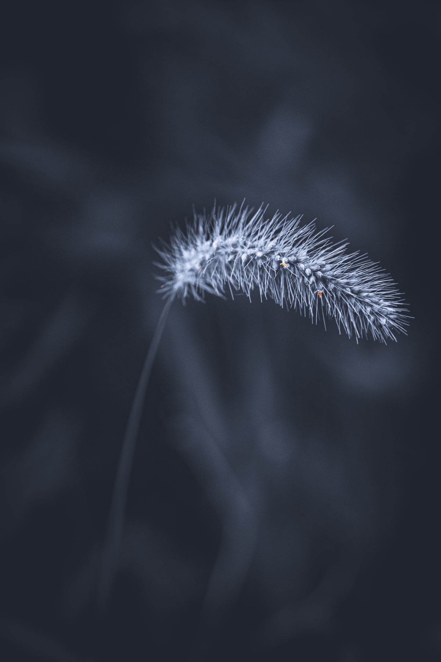 Macro Marvels Jun12_15:54