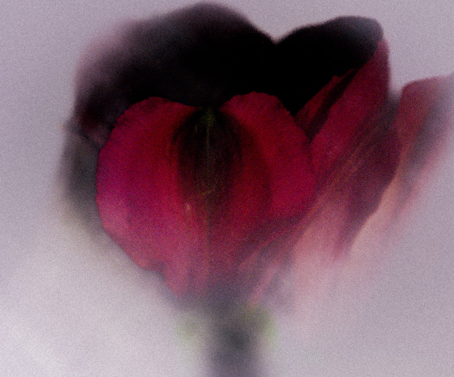 Floral beauty May 8_15:15
