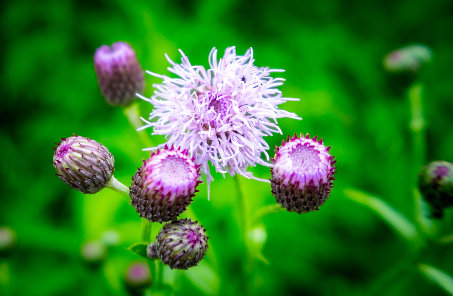 Macro Marvels Jun12_15:54