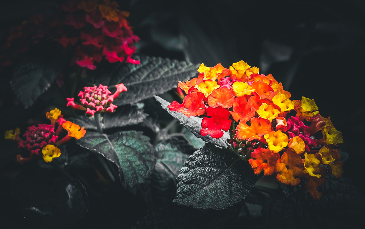 Macro Marvels Jun12_15:54
