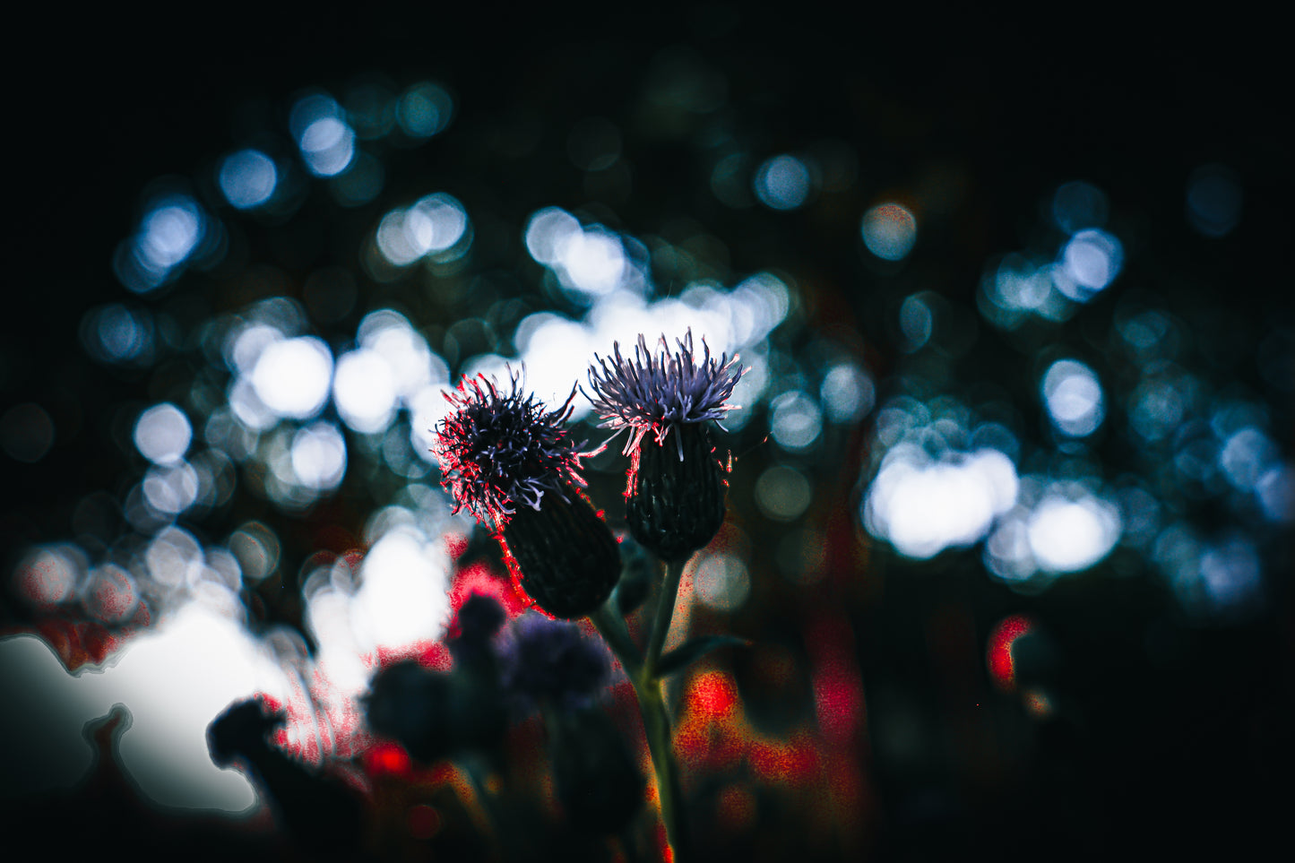 Macro Marvels Jun12_15:54