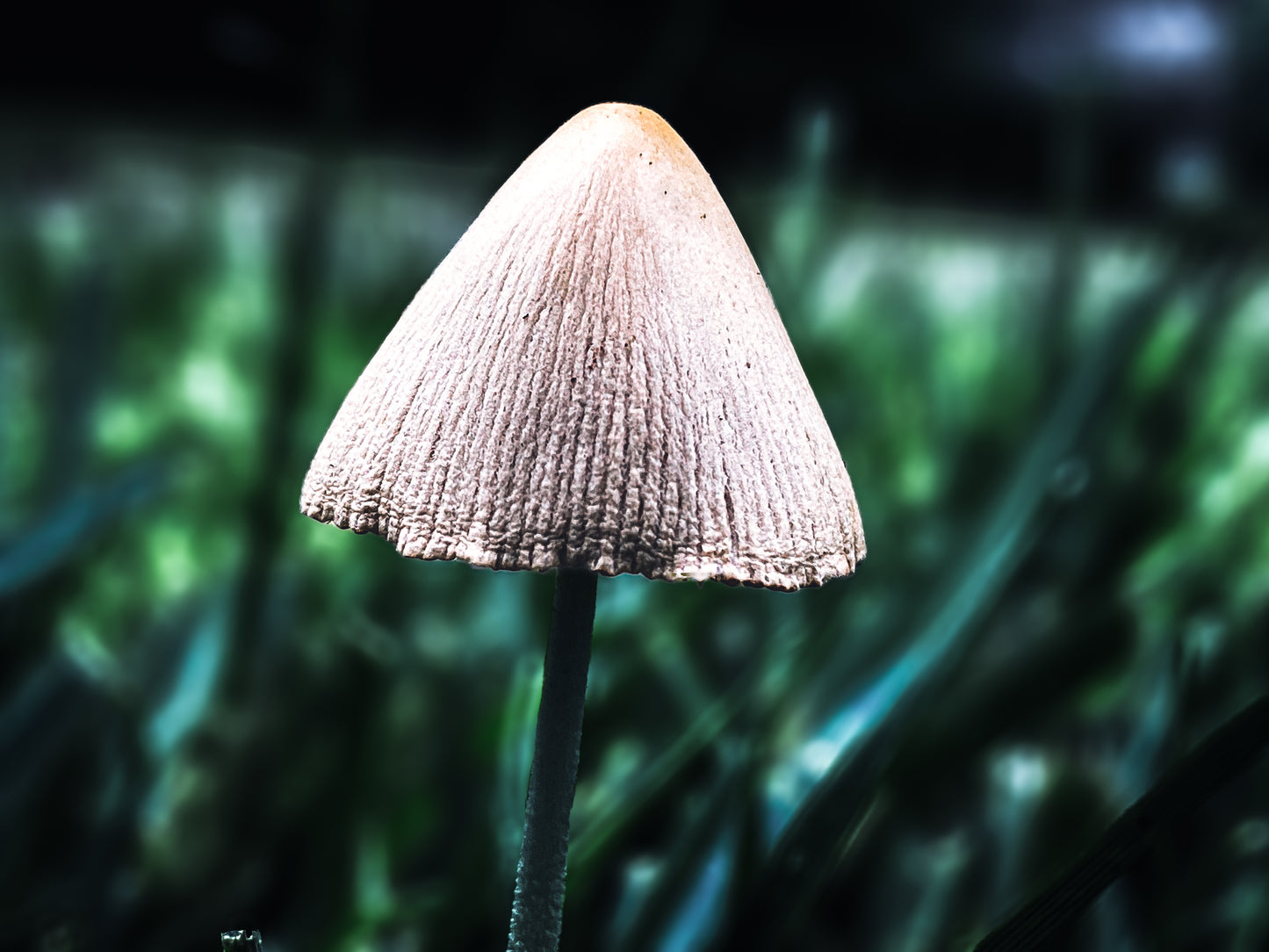 Macro Marvels Jun12_15:54