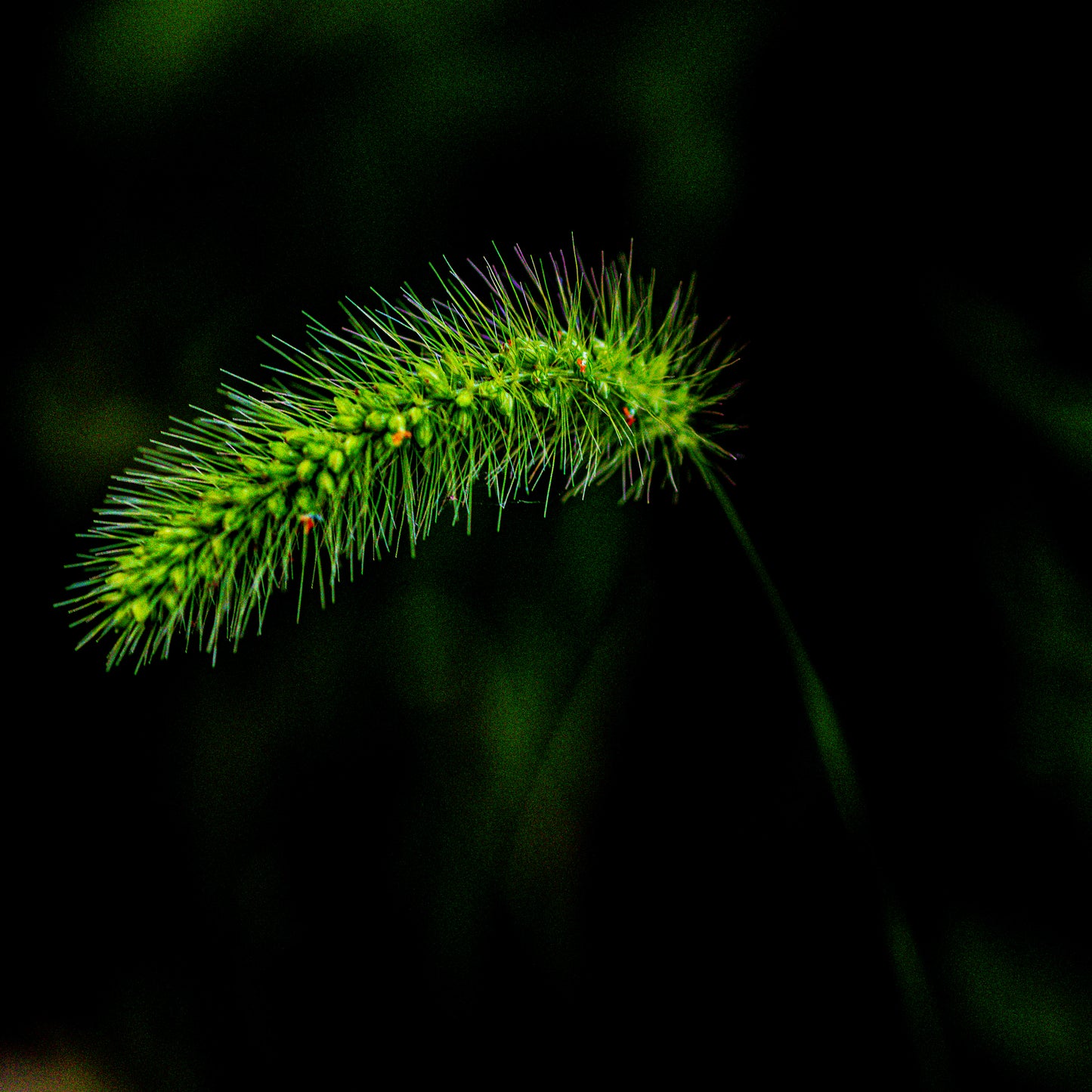 Macro Marvels Jun12_15:54
