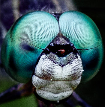 Macro Marvels Jun12_15:54