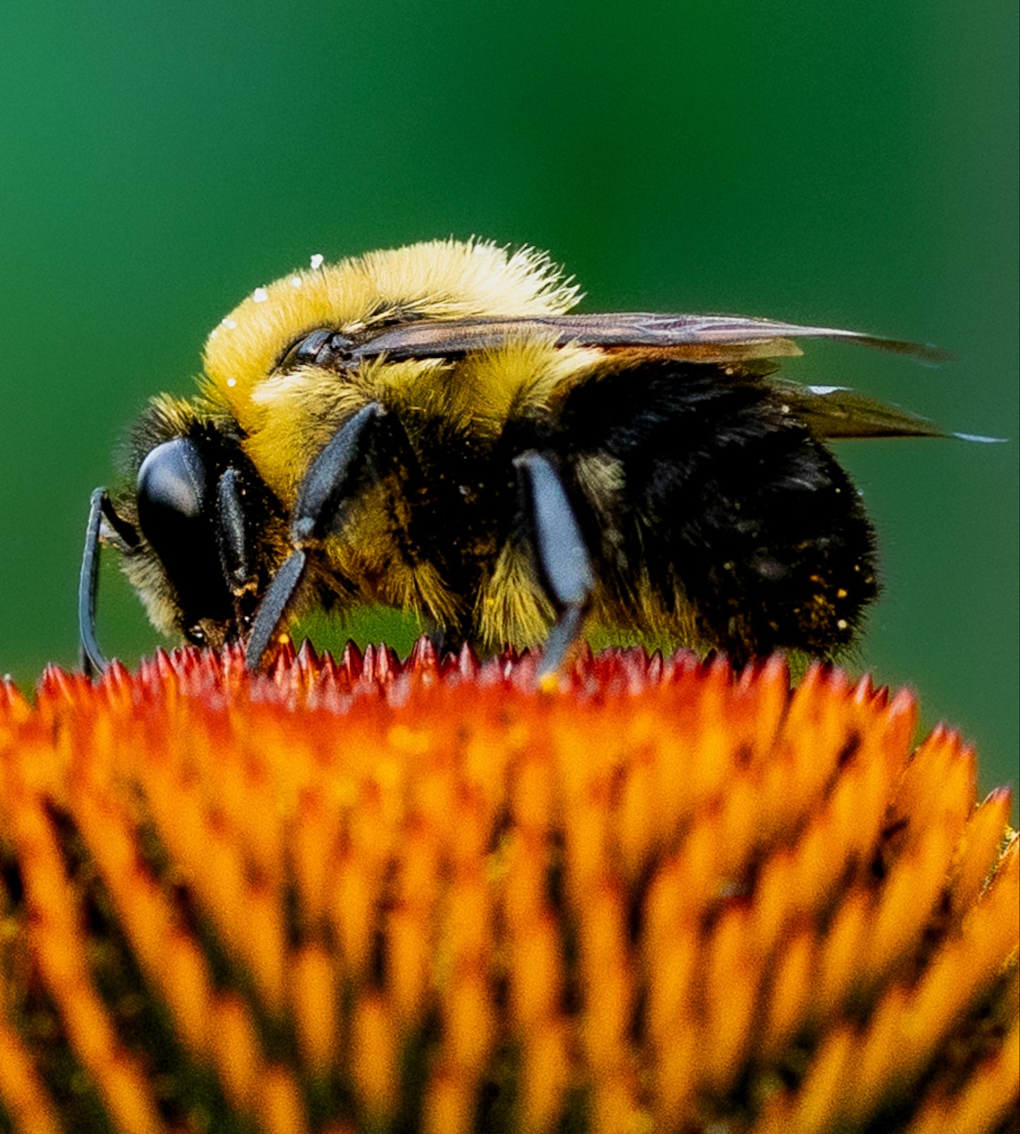 Macro Marvels Jun12_15:54