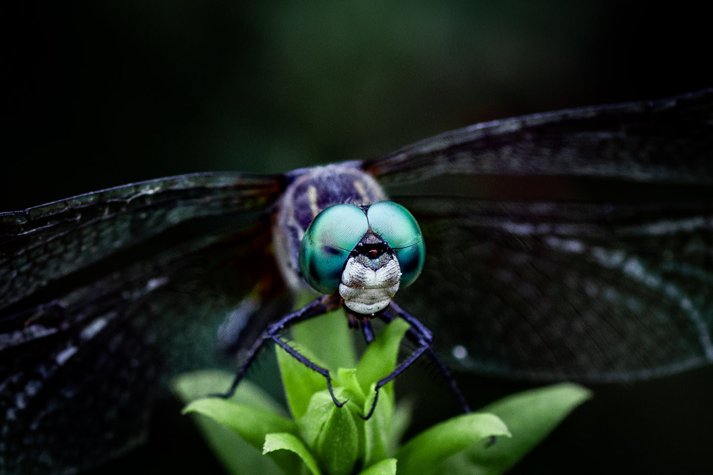 Macro Marvels Jun12_15:54