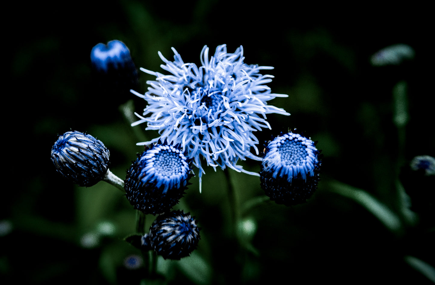 Macro Marvels Jun12_15:54
