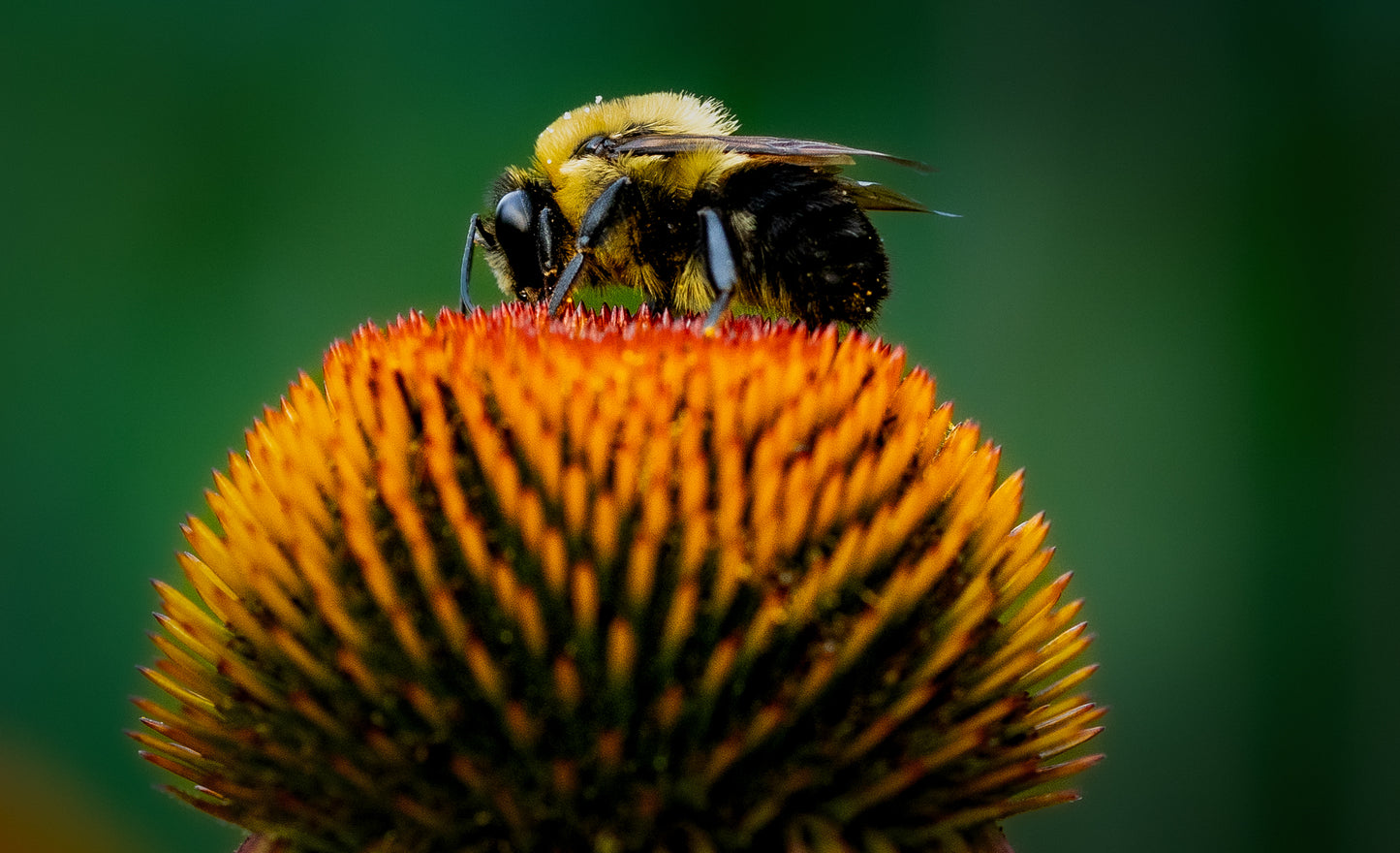 Macro Marvels Jun12_15:54