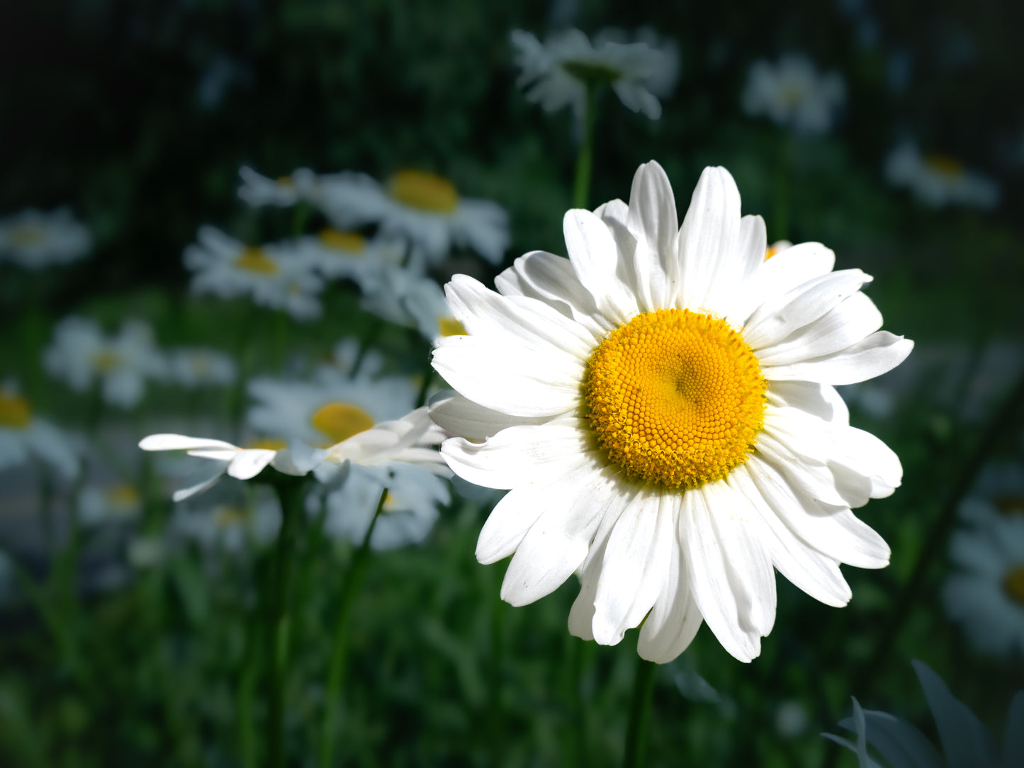 Floral beauty May 8_15:15