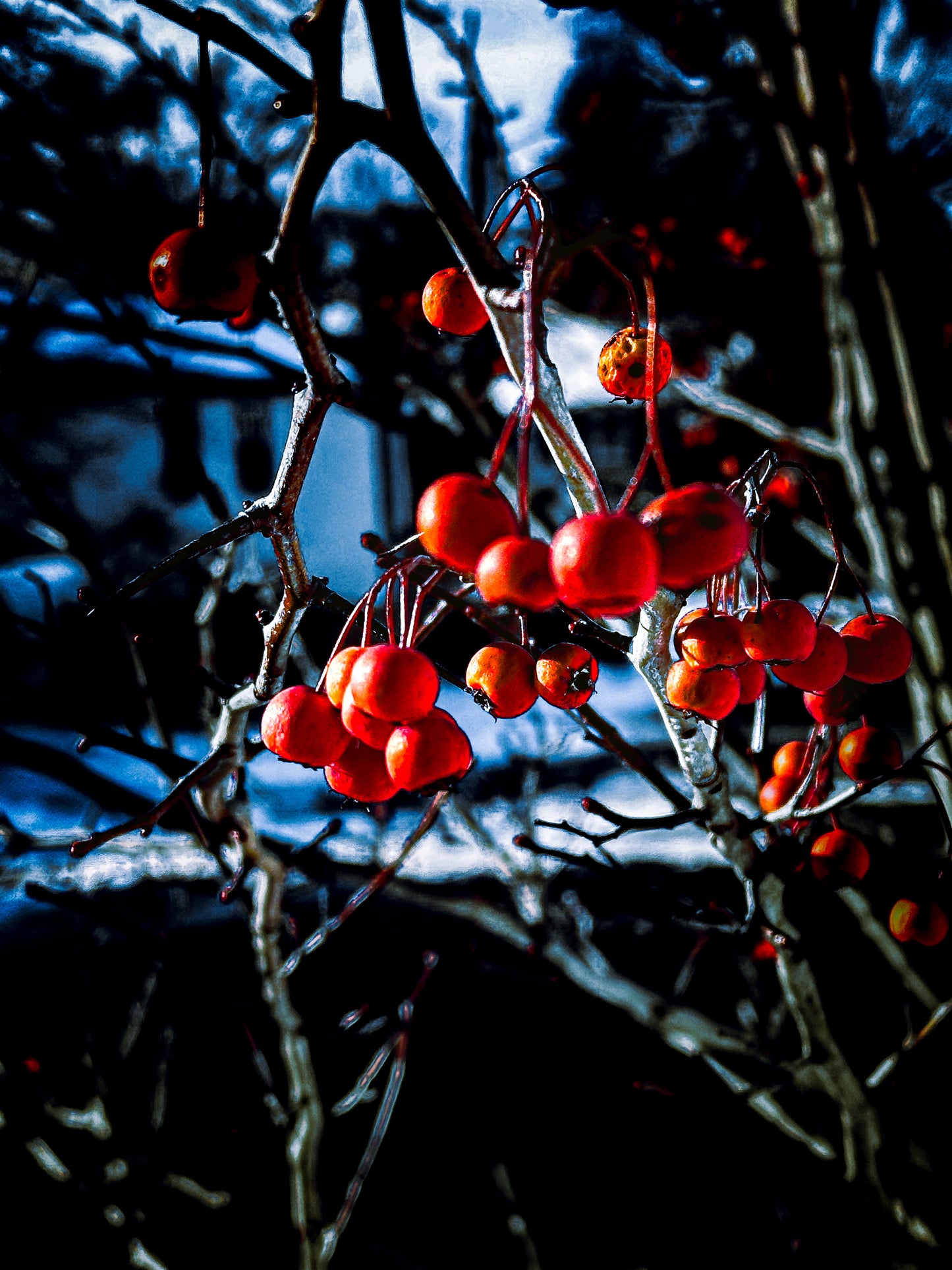 Nature's Splendor: A Collection of Digital Images