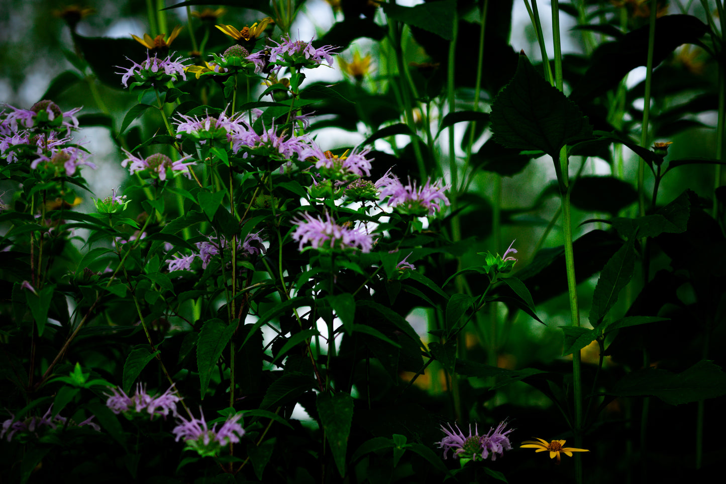 Macro Marvels Jun12_15:54