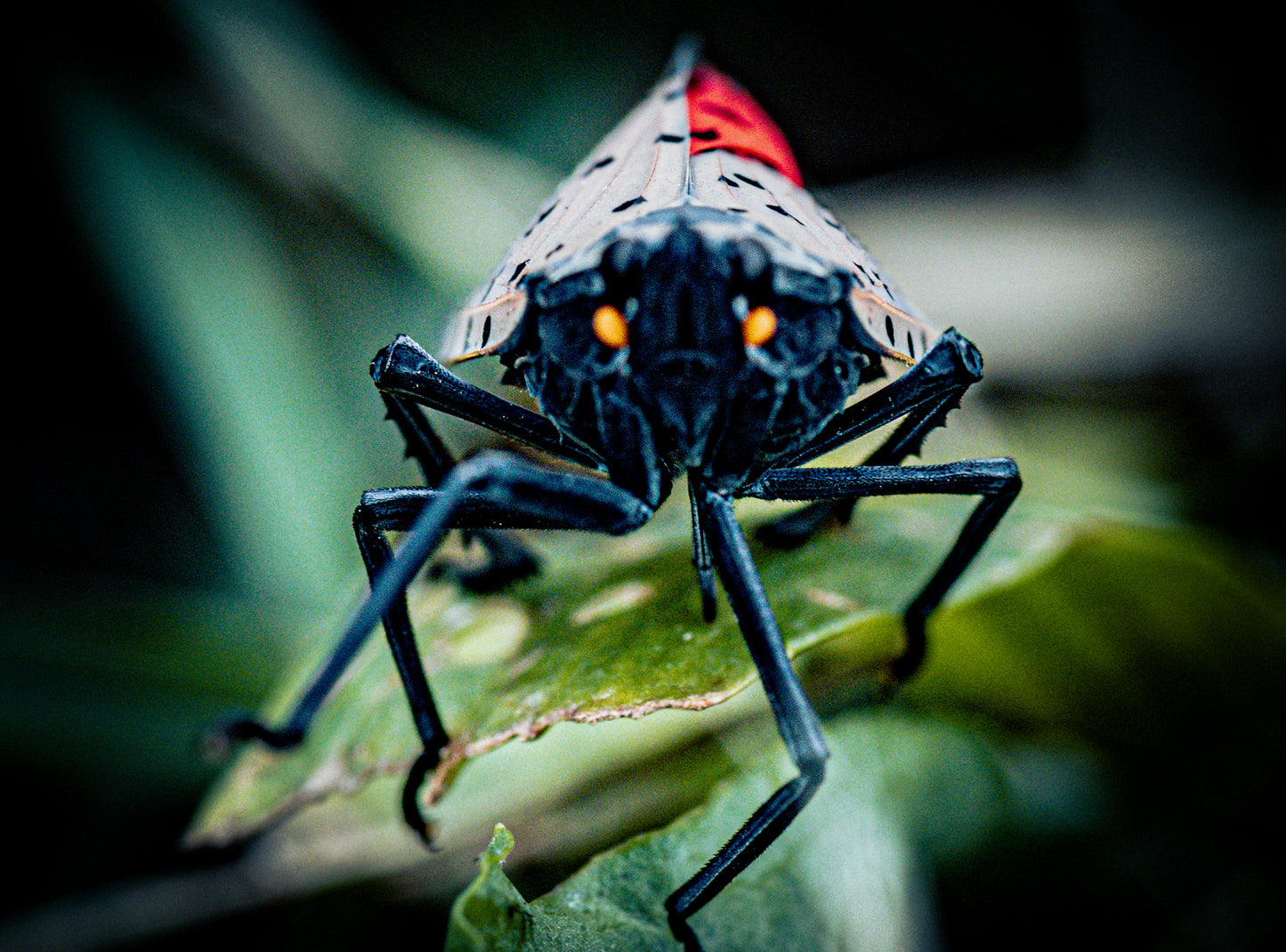 Macro Marvels Jun12_15:54