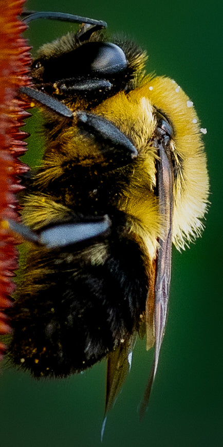 Macro Marvels Jun12_15:54