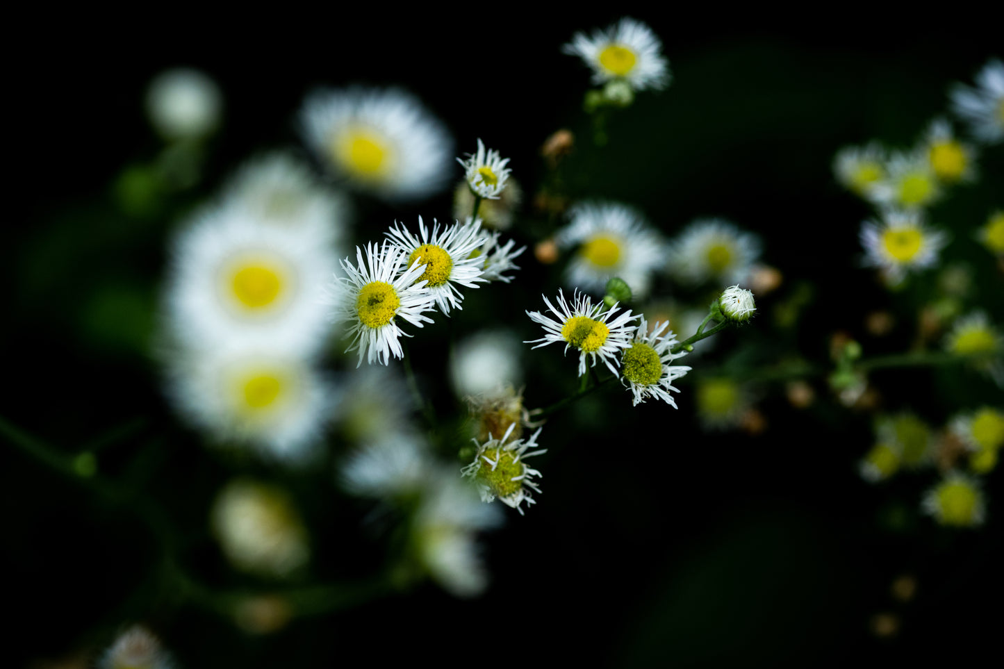 Macro Marvels Jun12_15:54
