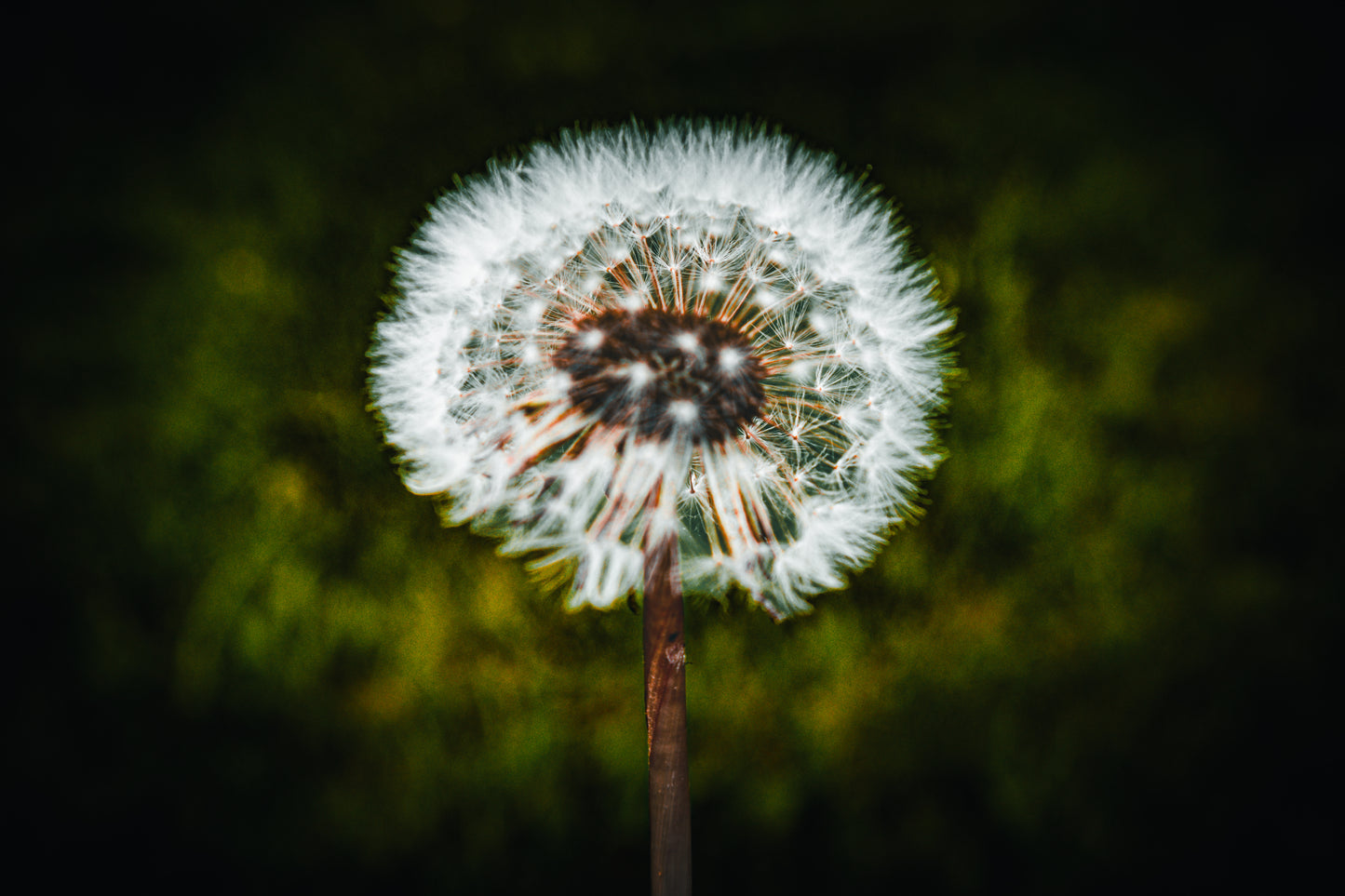 Macro Marvels Jun12_15:54