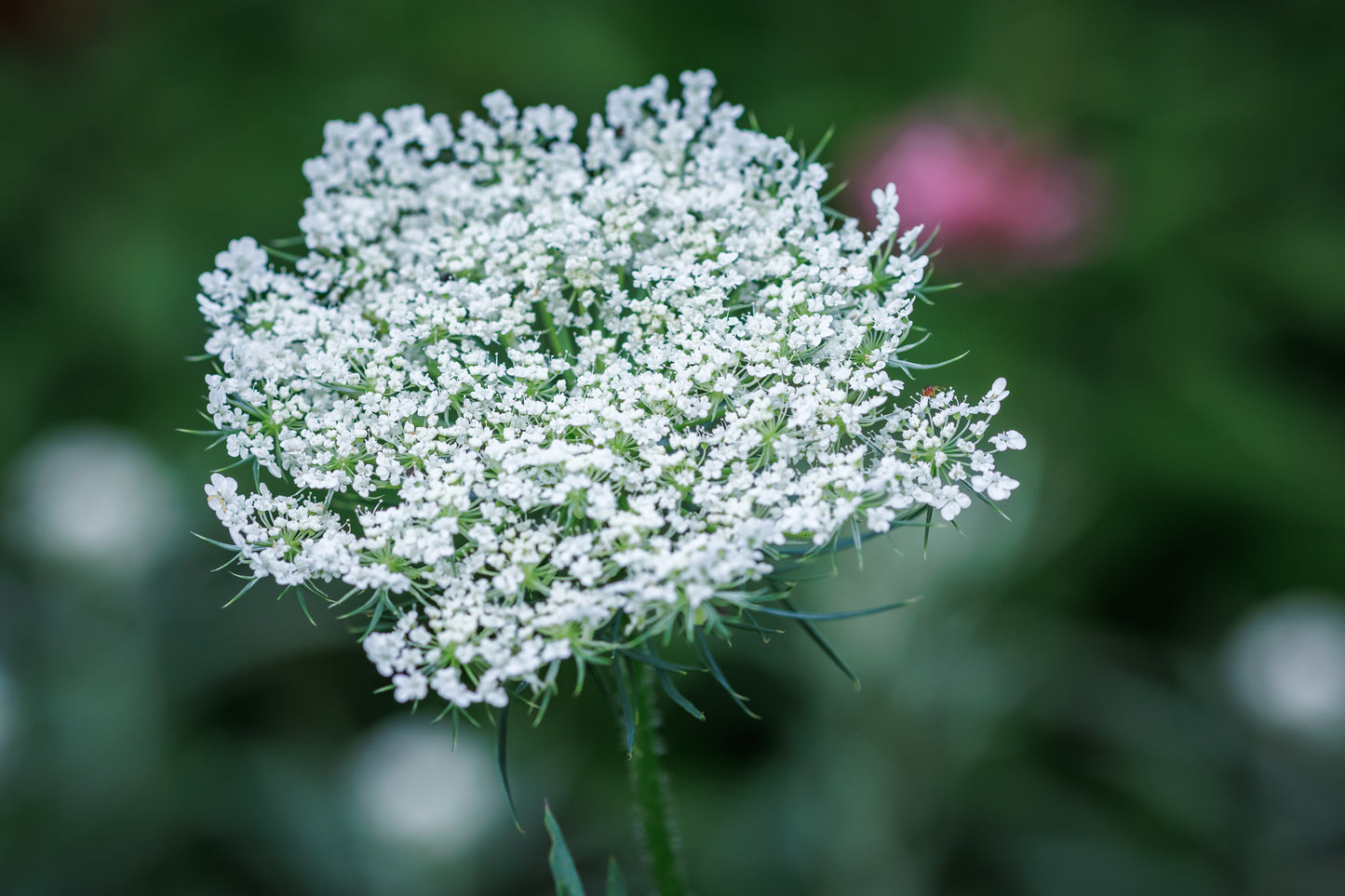Floral beauty May 8_15:15