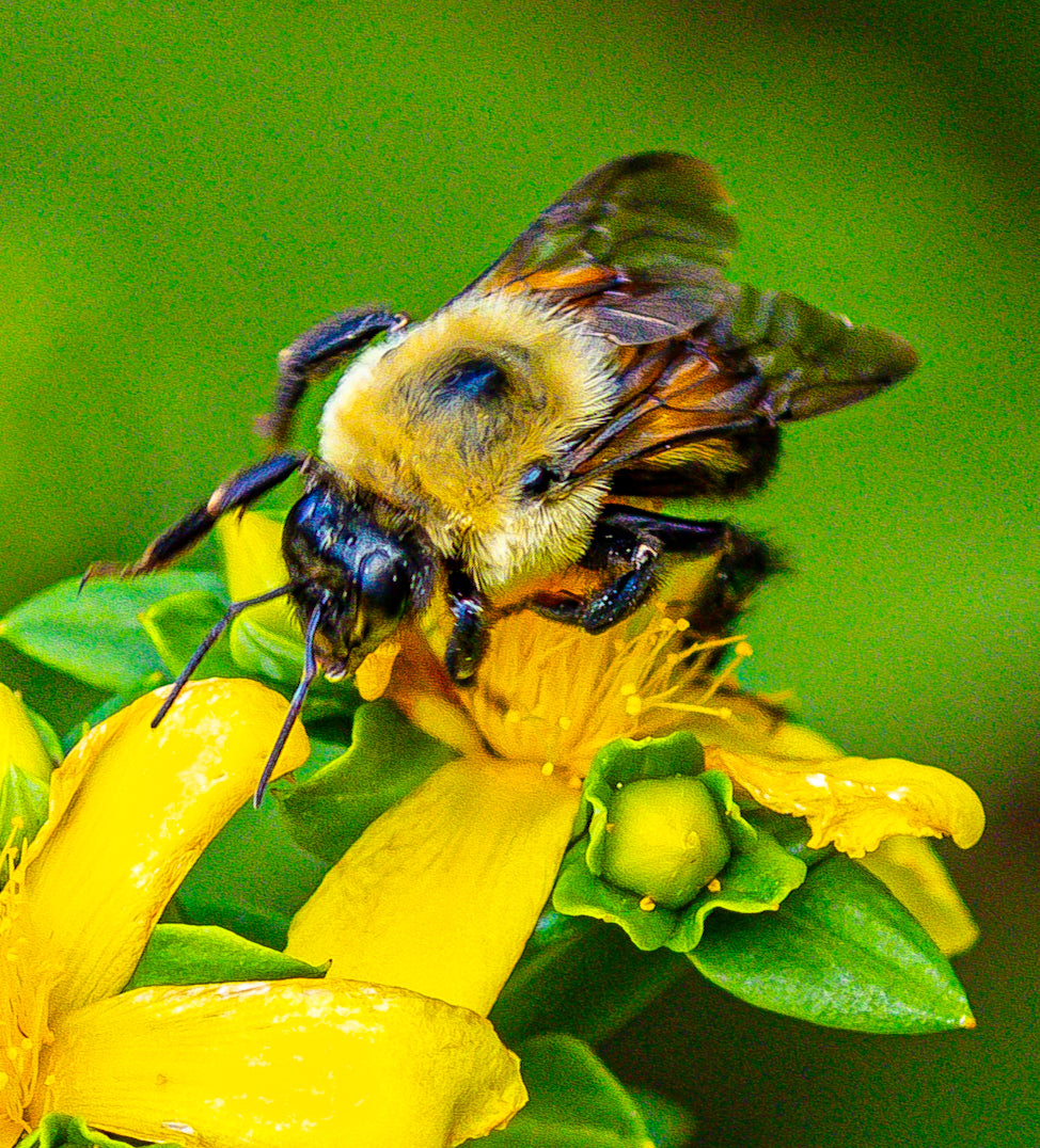 Macro Marvels Jun12_15:54