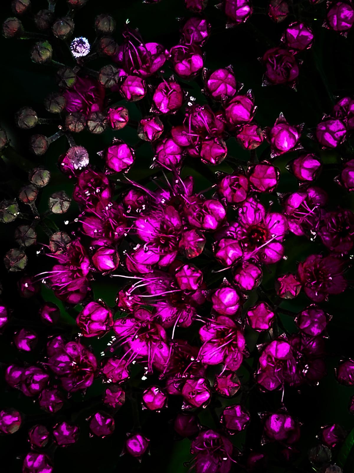 Floral beauty May 8_15:15
