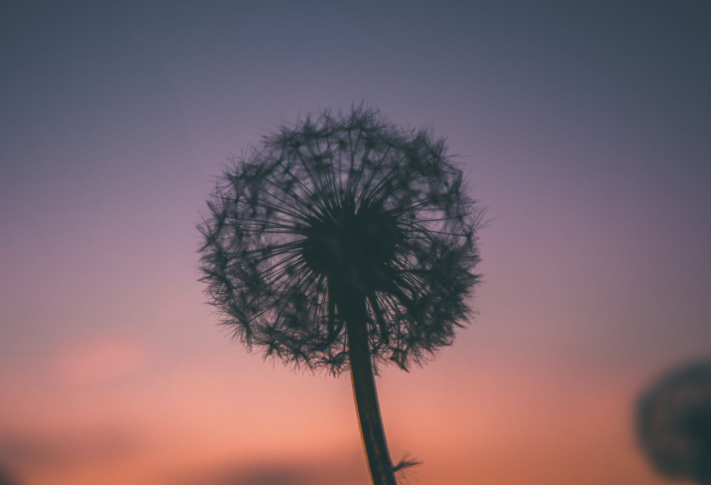 Nature's Splendor: A Collection of Digital Images