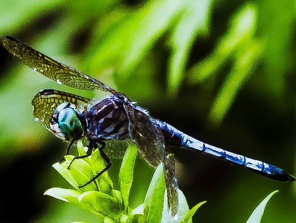 Macro Marvels Jun12_15:54