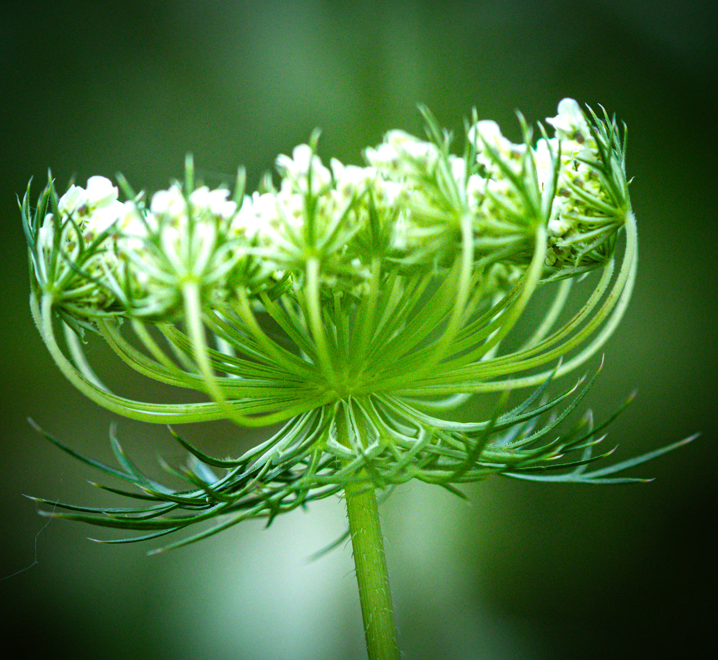 Macro Marvels Jun12_15:54