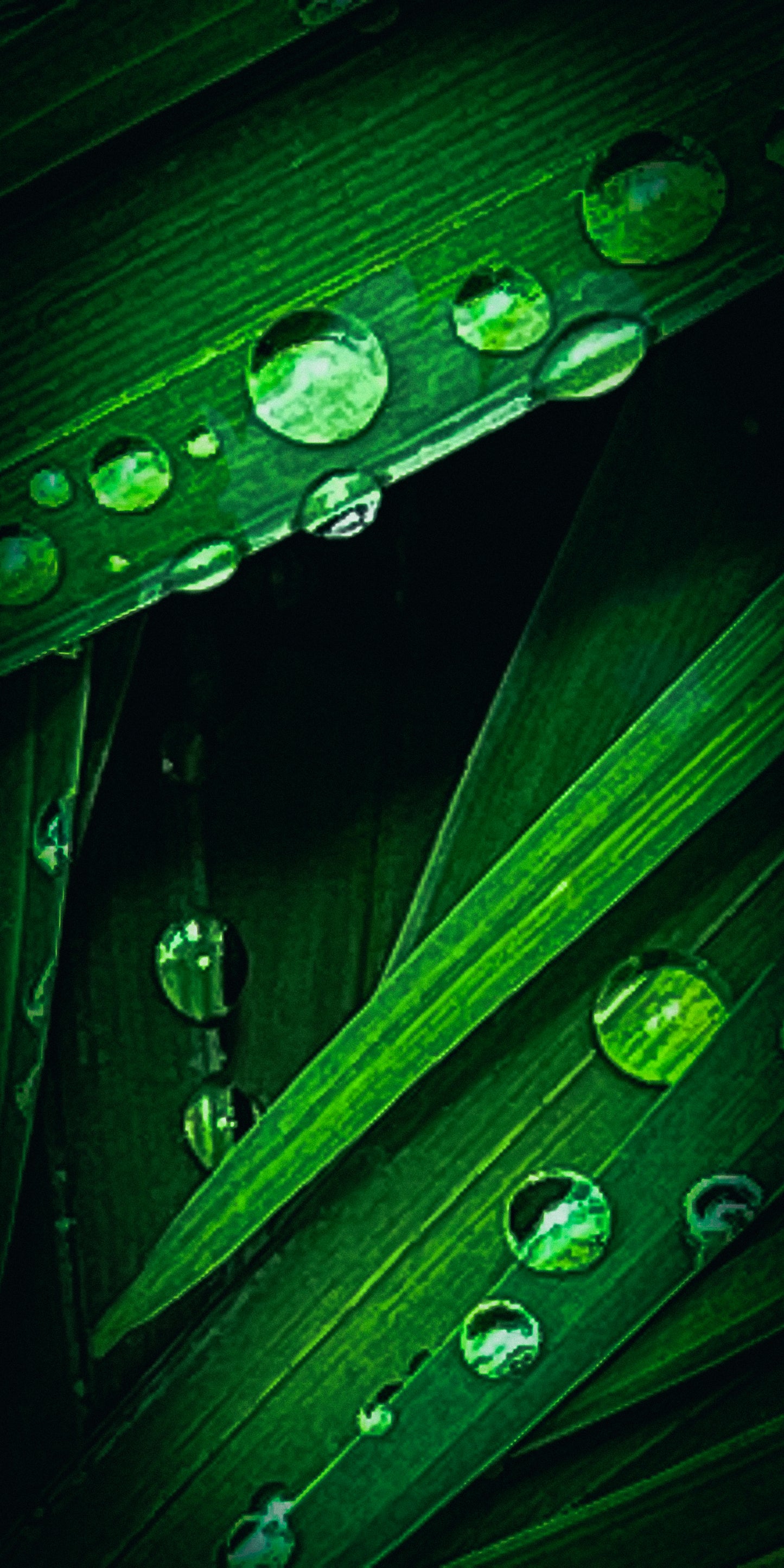 Nature's Splendor: A Collection of Digital Images