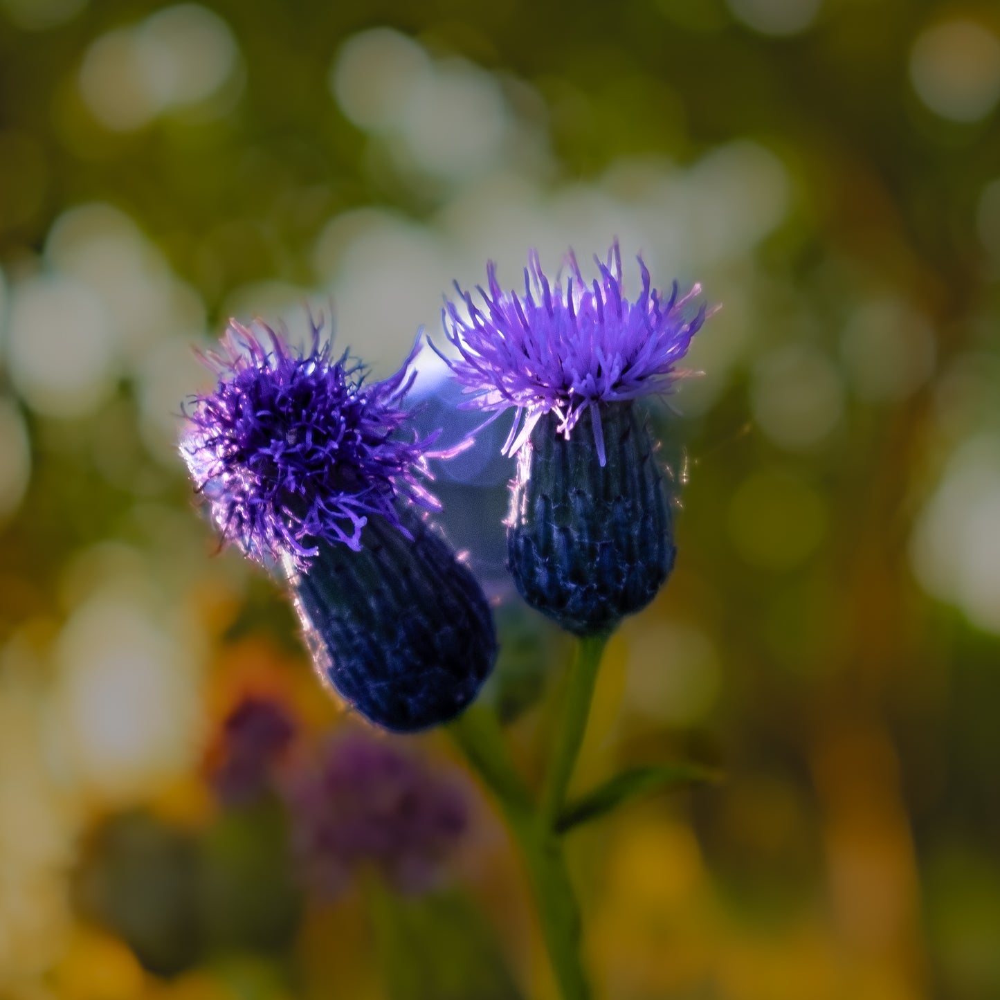Macro Marvels Jun12_15:54