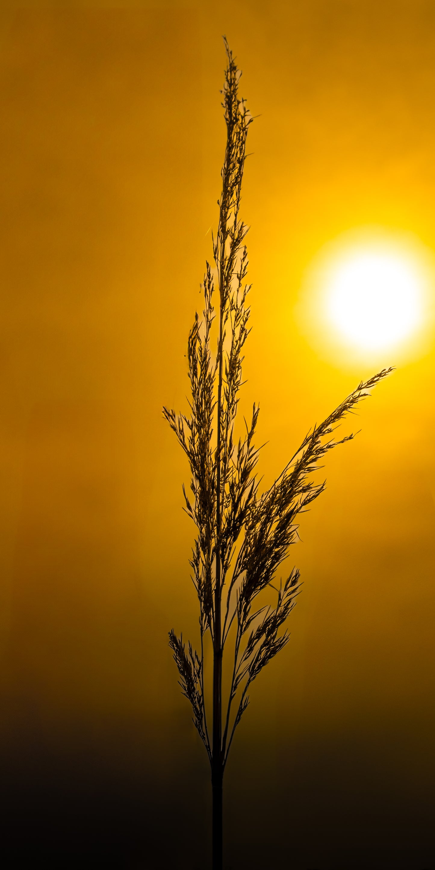 Nature's Splendor: A Collection of Digital Images