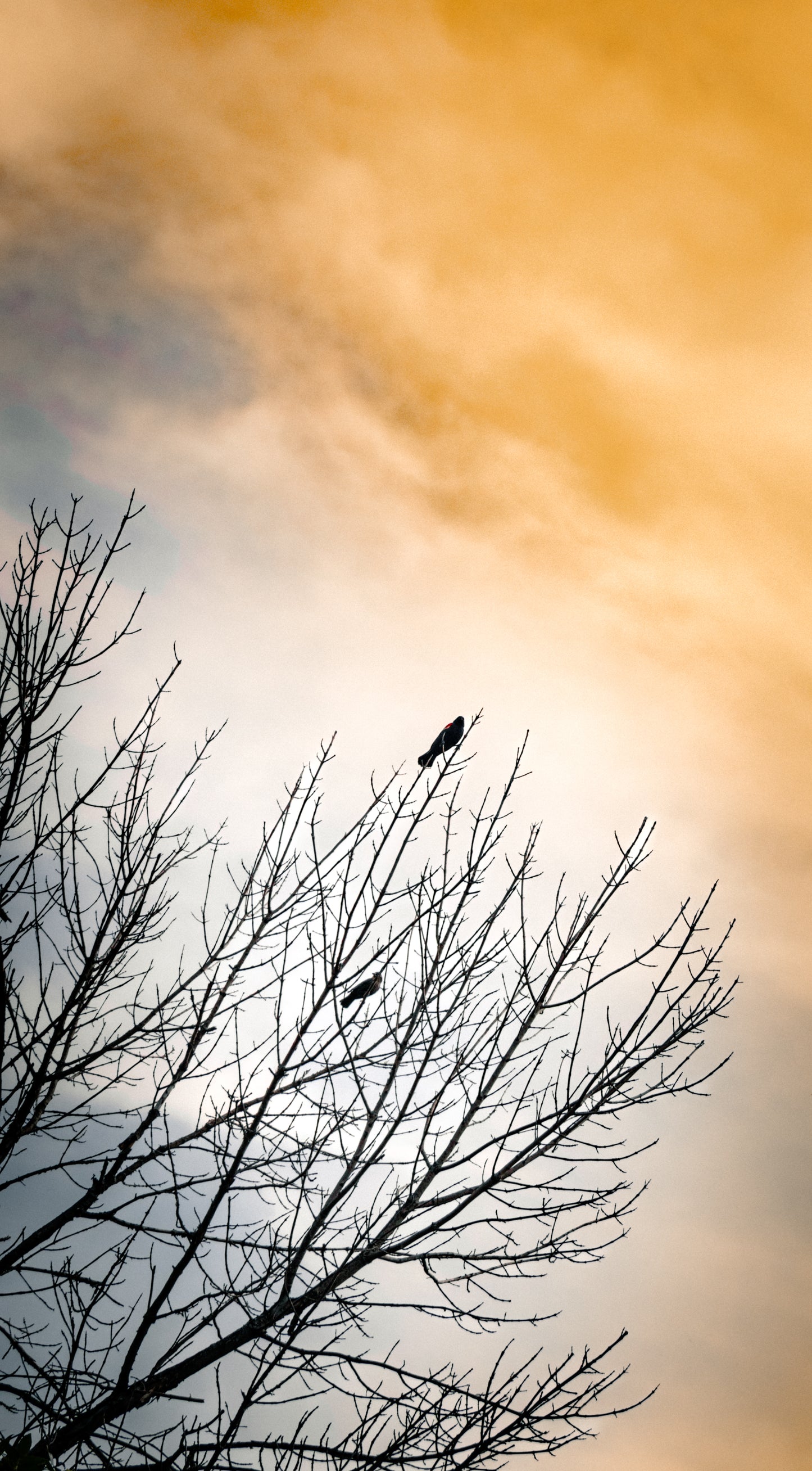 Nature's Splendor: A Collection of Digital Images