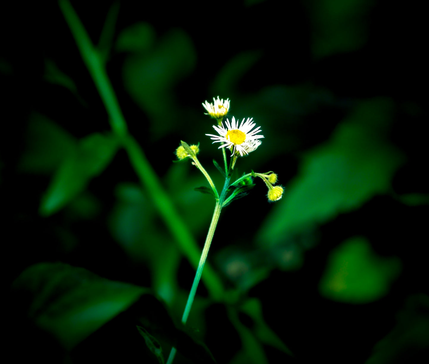 Macro Marvels Jun12_15:54