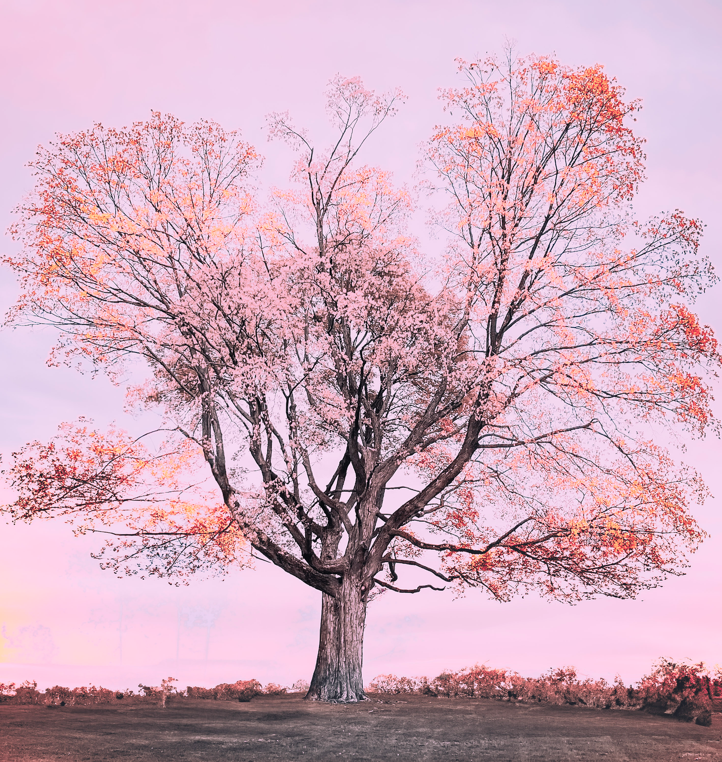 Nature's Splendor: A Collection of Digital Images