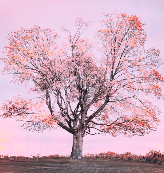 Nature Photography Wall Art | Click Pix Delights