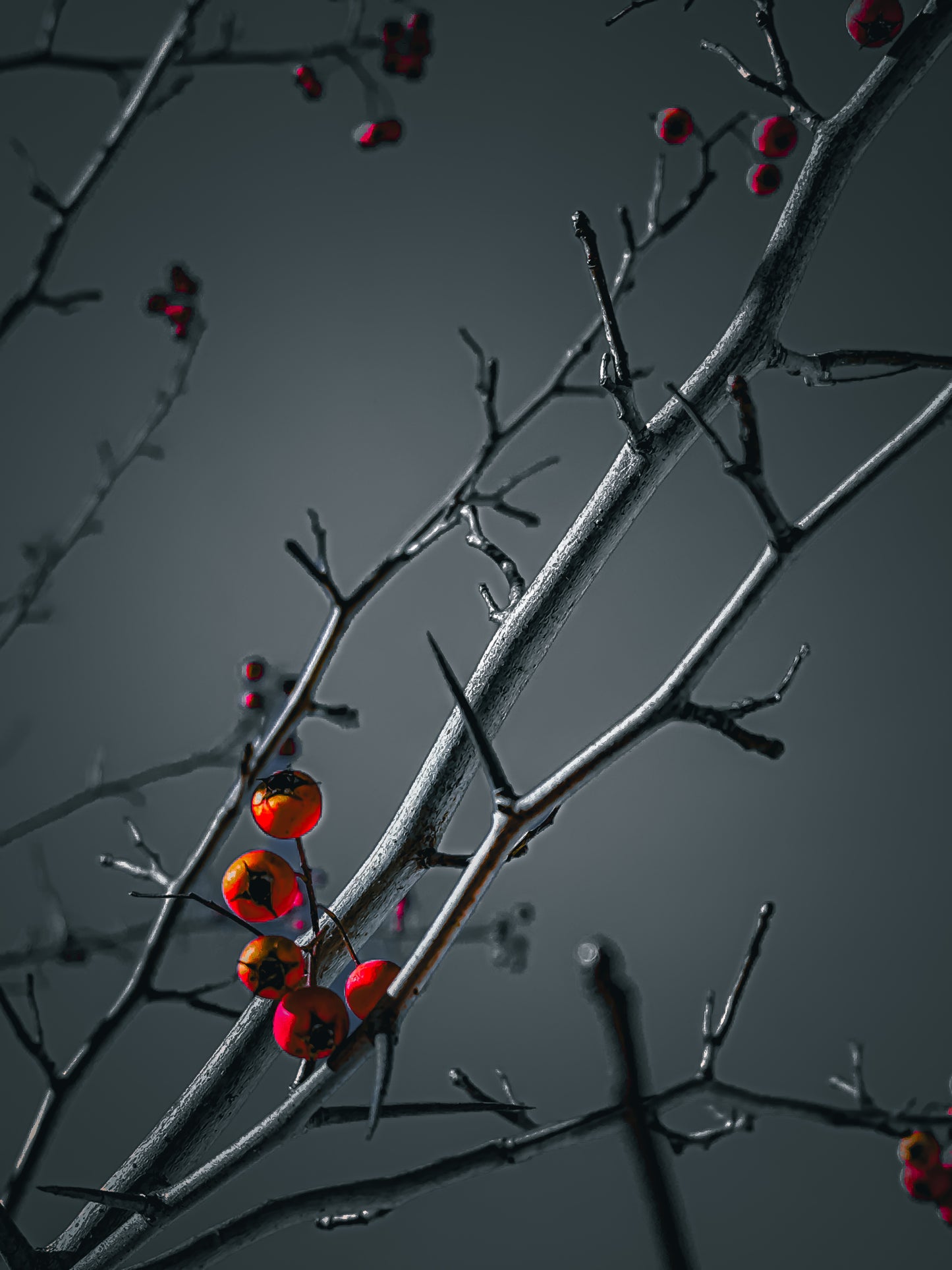 Nature's Splendor: A Collection of Digital Images