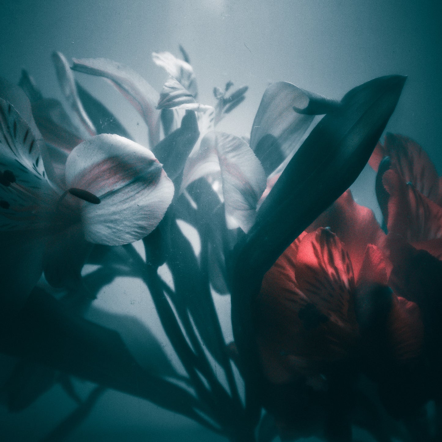 Floral beauty May 8_15:15