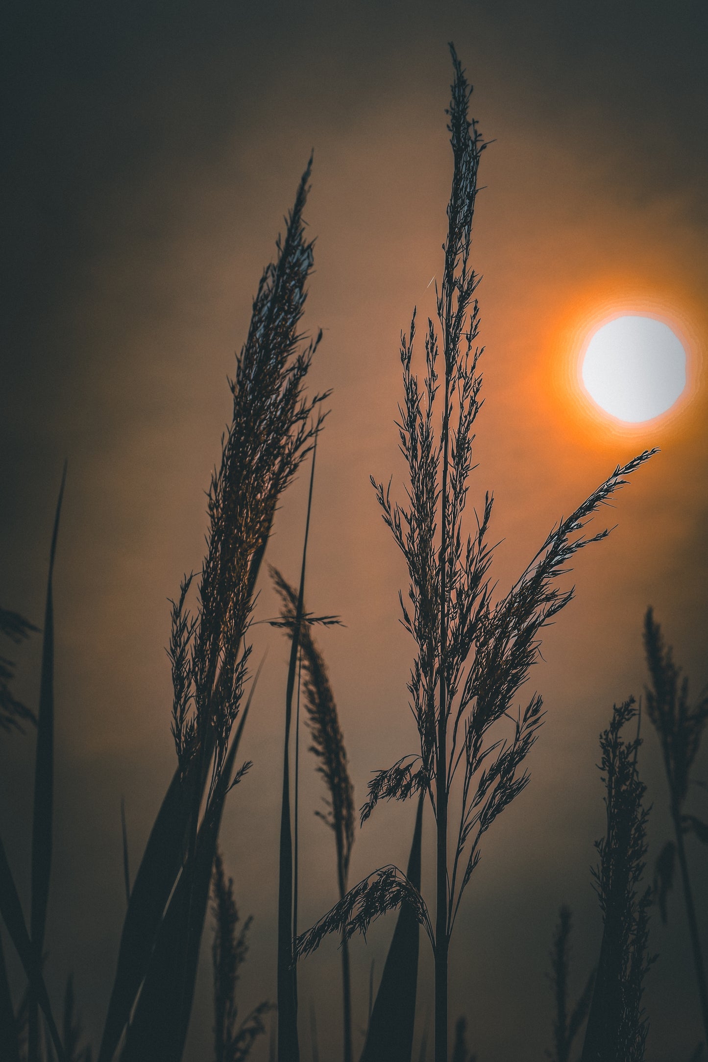 Nature's Splendor: A Collection of Digital Images