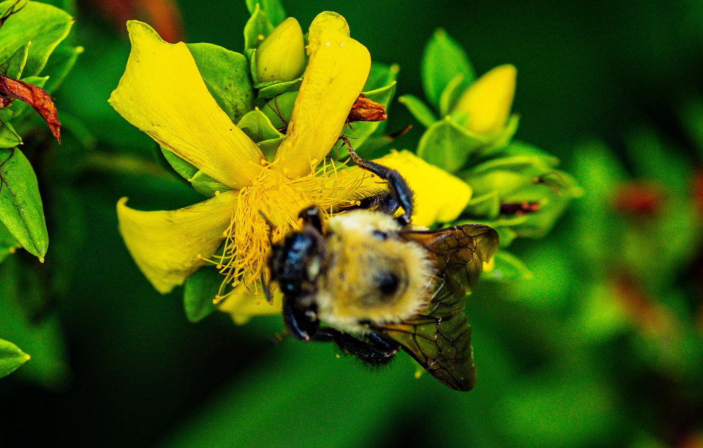 Macro Marvels Jun12_15:54