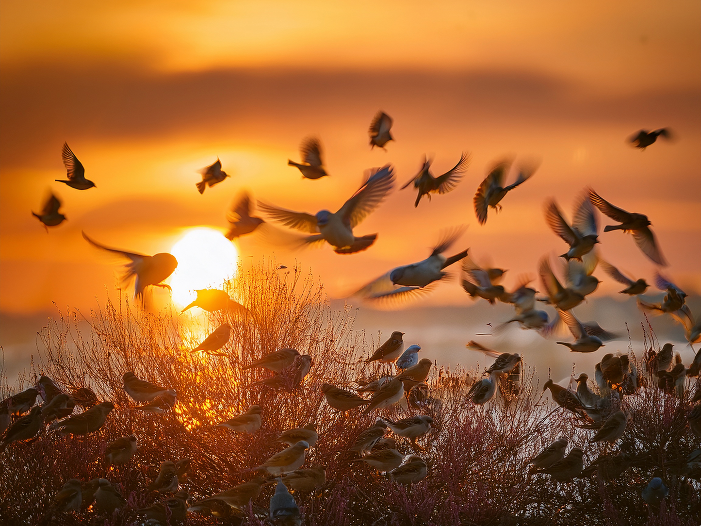 Nature's Splendor: A Collection of Digital Images