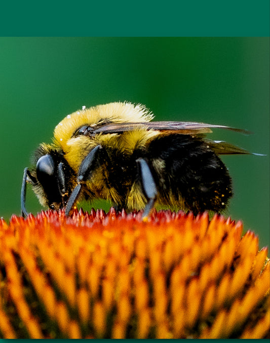 Macro Photography Prints | Click Pix Delights