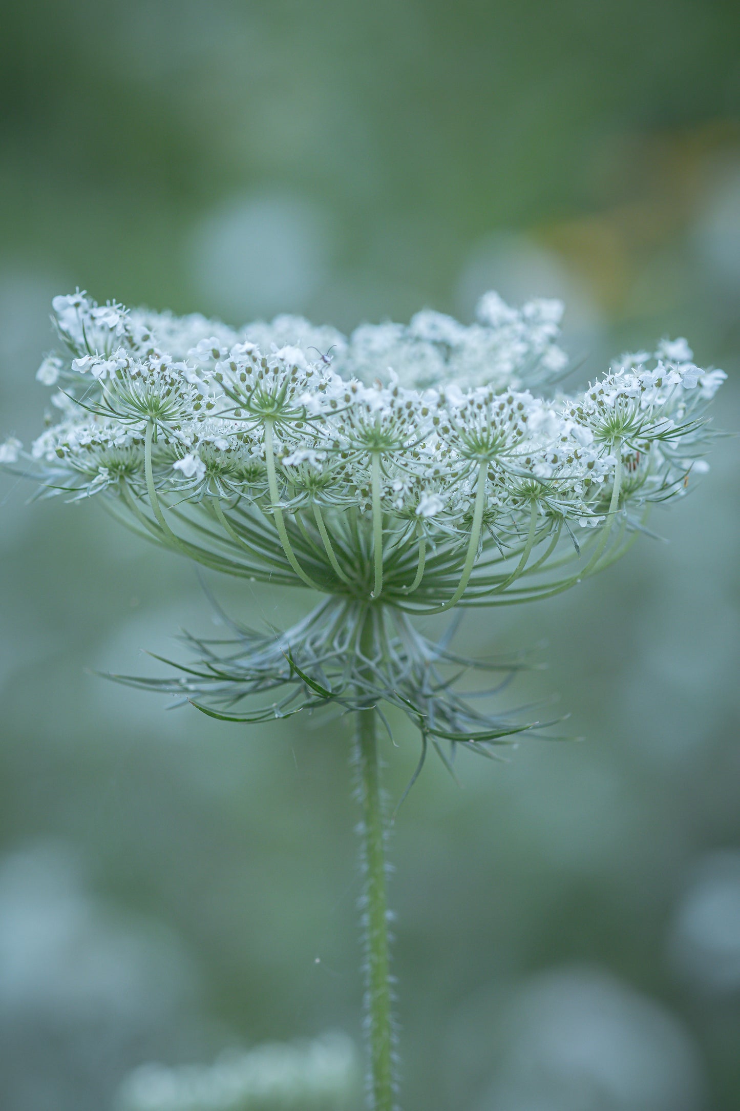 Macro Marvels Jun12_15:54